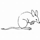 Bandicoot Bilby Coloring Pages Animals Colorig Color sketch template