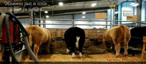show cattle show cattle cattle farming cattle