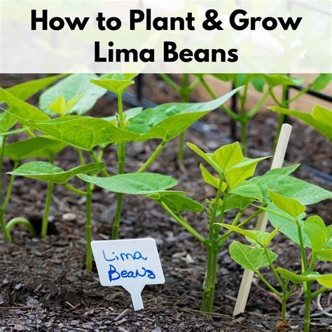 plant  grow lima beans successfully  time family
