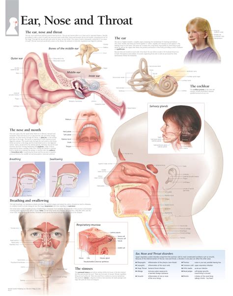 ear nose throat scientific publishing