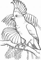 Coloring Cockatoo Sulfur Crested Cockatoos Pages Coloringbay sketch template
