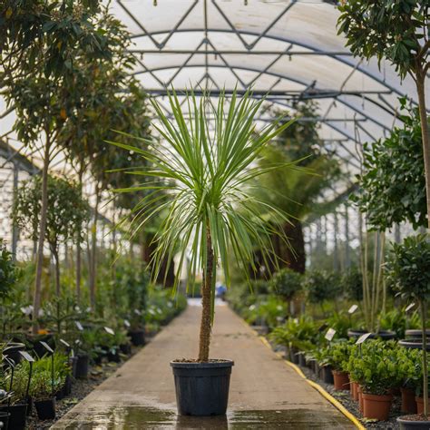 successfully grow cordyline  pots  containers thearches