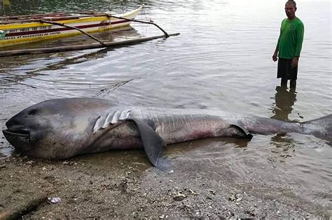 rare megamouth shark washes   philippines village