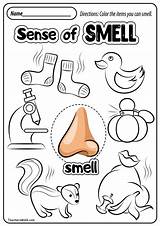 Senses Smell Kindergarten Preescolar Teachersmag Sentidos Caras 99worksheets Meaningofyourdreams sketch template