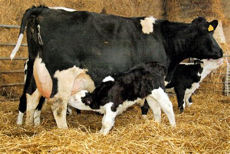 decent calving gate         spend med partnership group