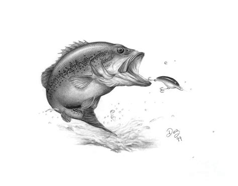 Large Mouth Bass Drawing By Larry Dez Dismang
