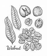Noix Croquis Encre Walnuts Nuts Craie sketch template