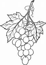 Grapes Bunch Drawing Grape Printable Coloring Line Vine 2010 Drawings January Beccy Place Template Originally Designed September Leaf Pages Sketches sketch template