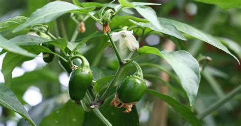 growing jalapeno peppers  plant stages giy plants