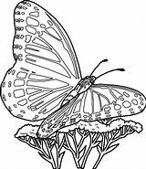 Butterfly Monarch Drawing Line Coloring Getdrawings Pages Printable sketch template
