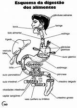Humano Digestivo Orgaos Anatomia Atividade Esqueleto Fundamental Ossos Sentidos Ensino Ciencias Membros Sistemas 4º Educação Sangue 5º Onlinecursosgratuitos Escolha Pré sketch template