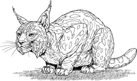 lynx coloring pages adult colouring  printables pinterest lynx