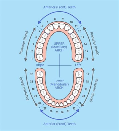 teeth numbers  names chart  adult teeth rodeo dental