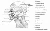 Facial Blank Unlabeled Worksheet Template Sketchite Enfermagem Physiology sketch template