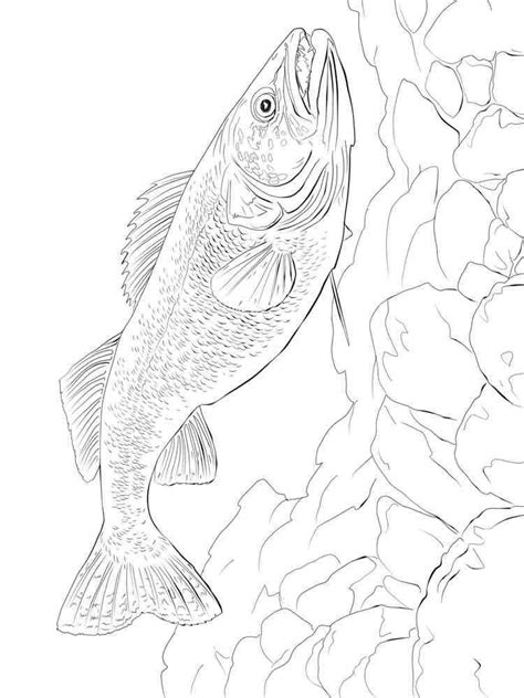 freshwater fish coloring pages