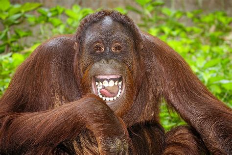 interesting facts  orangutans worldatlas