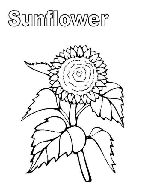 printable sunflower coloring pages yuk sebar