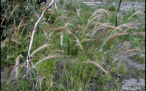 soft speargrass wt landcare flora index