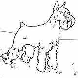 Schnauzer Coloring Pages Dog Colouring Color Miniature Printable Patterns Adult Animal Farm Kids Many Dogs Sheets 28kb 250px Choose Board sketch template