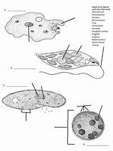 Worksheet Fungi Protists sketch template