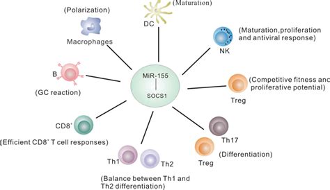 role of mir‑155 in immune regulation and its relevance in oral lichen