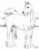 Coloring Arabian Horse Pages Printable Horses sketch template