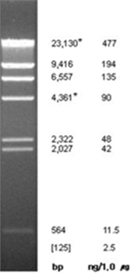 Bioneer Pacific - Lambda DNA / Hind III Marker