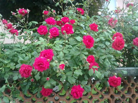 roses plant desicommentscom