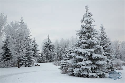 photo trees  snows cold park winter   jooinn