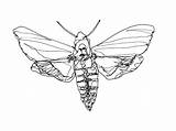 Moth Drawing Death Head Line Hawk Simple Drawings Getdrawings Paintingvalley sketch template