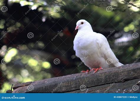 white dove perching stock photo image  faith wildlife
