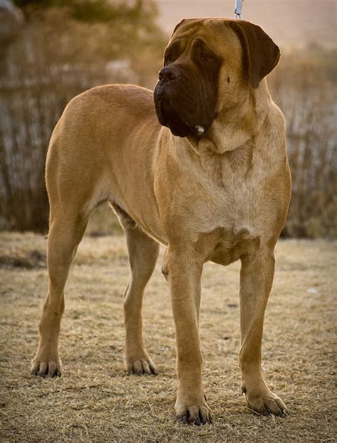 giant dog breeds    love pethelpful