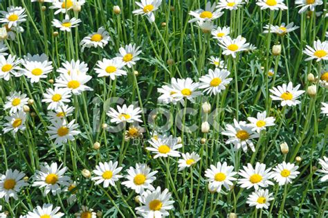daisies stock photo royalty  freeimages