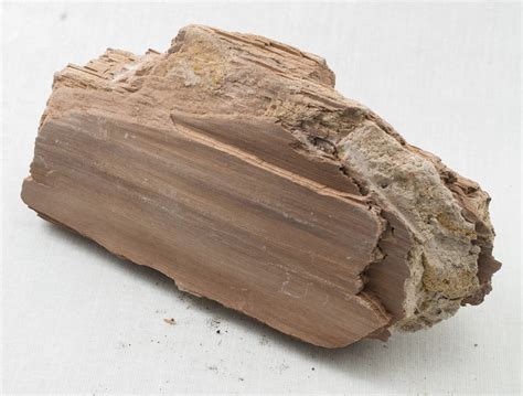 fossil hound exploration nevada petrified wood
