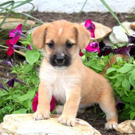cairn terrier mix puppies  sale greenfield puppies