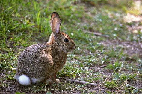 england cottontail rabbits  critters protected   wildlife refuge morning edition