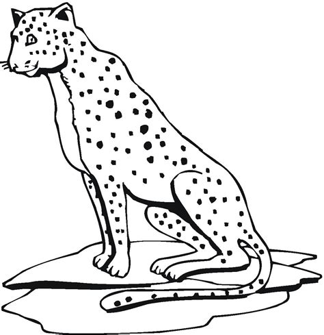 printable cheetah coloring pages  kids