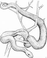 Snake Snakes Mamba Rattlesnake Schlange Diamondback Supercoloring Moccasins Moccasin Howtodrawa Designlooter Schwarze sketch template