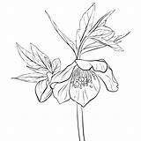 Hellebore Dessin Botanical Vecteur Drawn sketch template