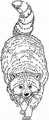 Coloring Raccoon Pages Racoon Raccoons Face Animals sketch template