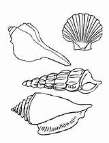 Shell Coloring Conch Getcolorings sketch template
