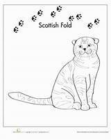 Fold Scottish Coloring Cats Cat Different Type Designlooter Wild Pages Choose Board sketch template