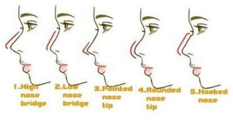 nose shape    personality  nose shapes nose types shape chart