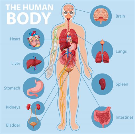 anatomy   human body information infographic art sphere