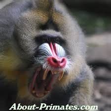 image result  animal fangs mandrill monkey animals dangerous animals