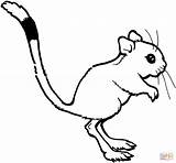 Rat Kangaroo Coloring Pages Cute Drawing Cartoon Rats Clipart Outline Draw Printable Color Colouring Cliparts Clip Library Categories Gif Attribution sketch template
