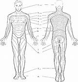 Dermatomes Spinal Cord Nursing Color C5 Human Body Sensation School C6 Anatomy Rr Skin Rrnursingschool Biz Choose Board Label C7 sketch template