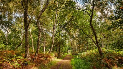 weekend  sherwood forest nottinghamshire travel  times