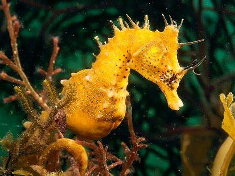 seed  feed  seahorse facts