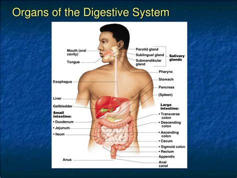 ppt chapter 14 the digestive system and body metabolism